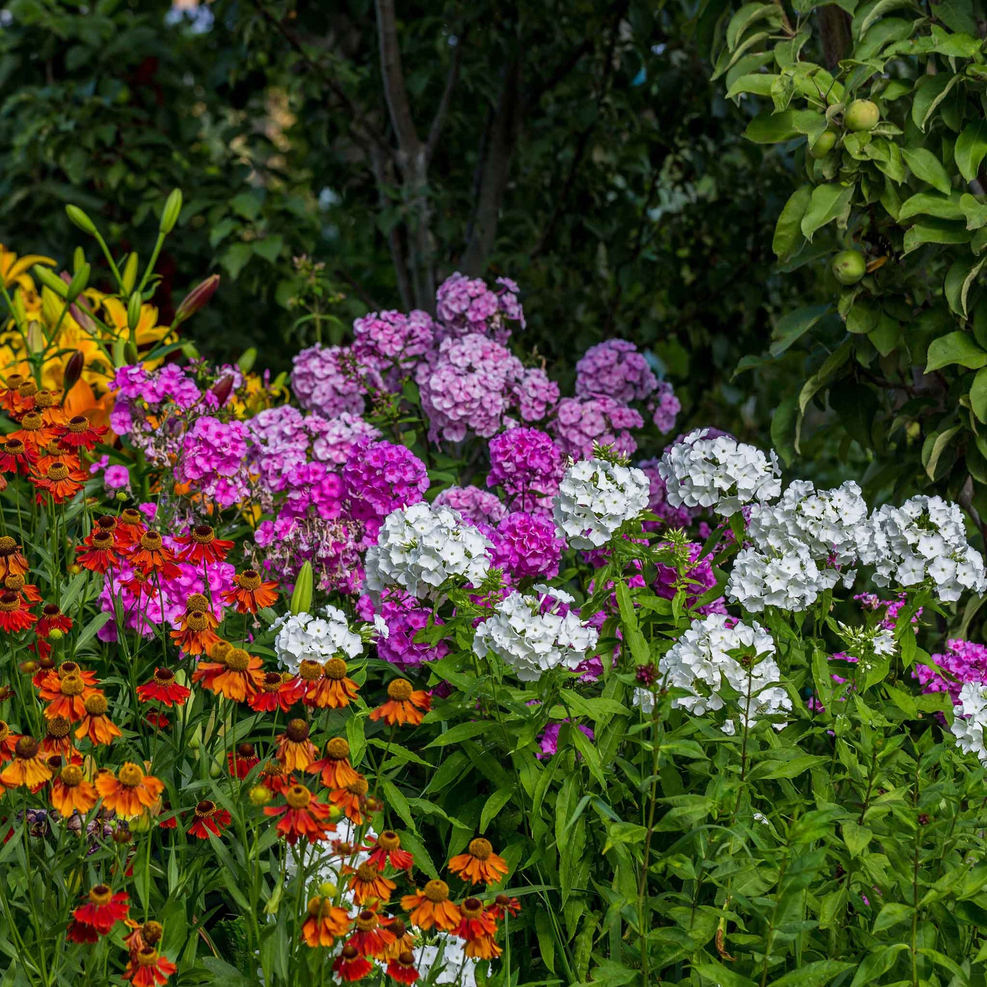 phlox plant seeds Phlox Seeds - Garden Phlox Mix | Flower Seeds in Packets & Bulk