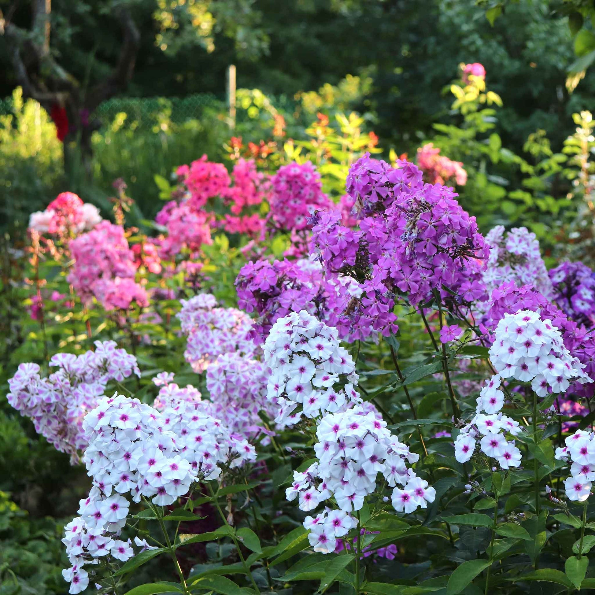 tall garden phlox seeds Phlox Seeds - Garden Phlox Mix | Flower Seeds in Packets & Bulk
