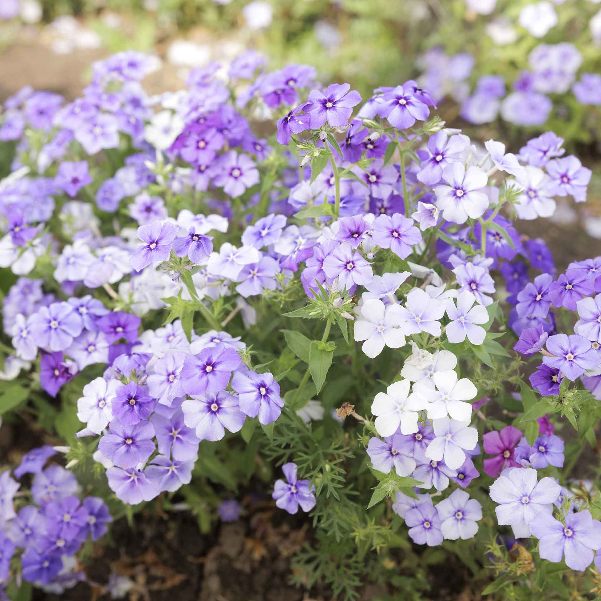 phlox moody blues