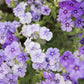 phlox moody blues