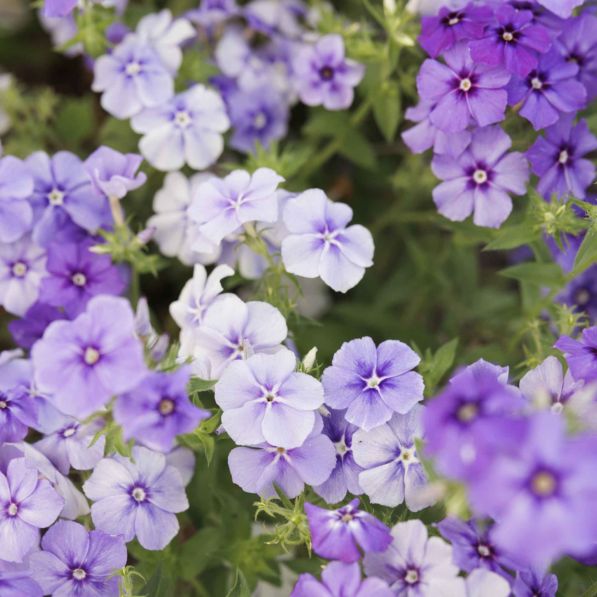 phlox moody blues