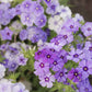 phlox moody blues
