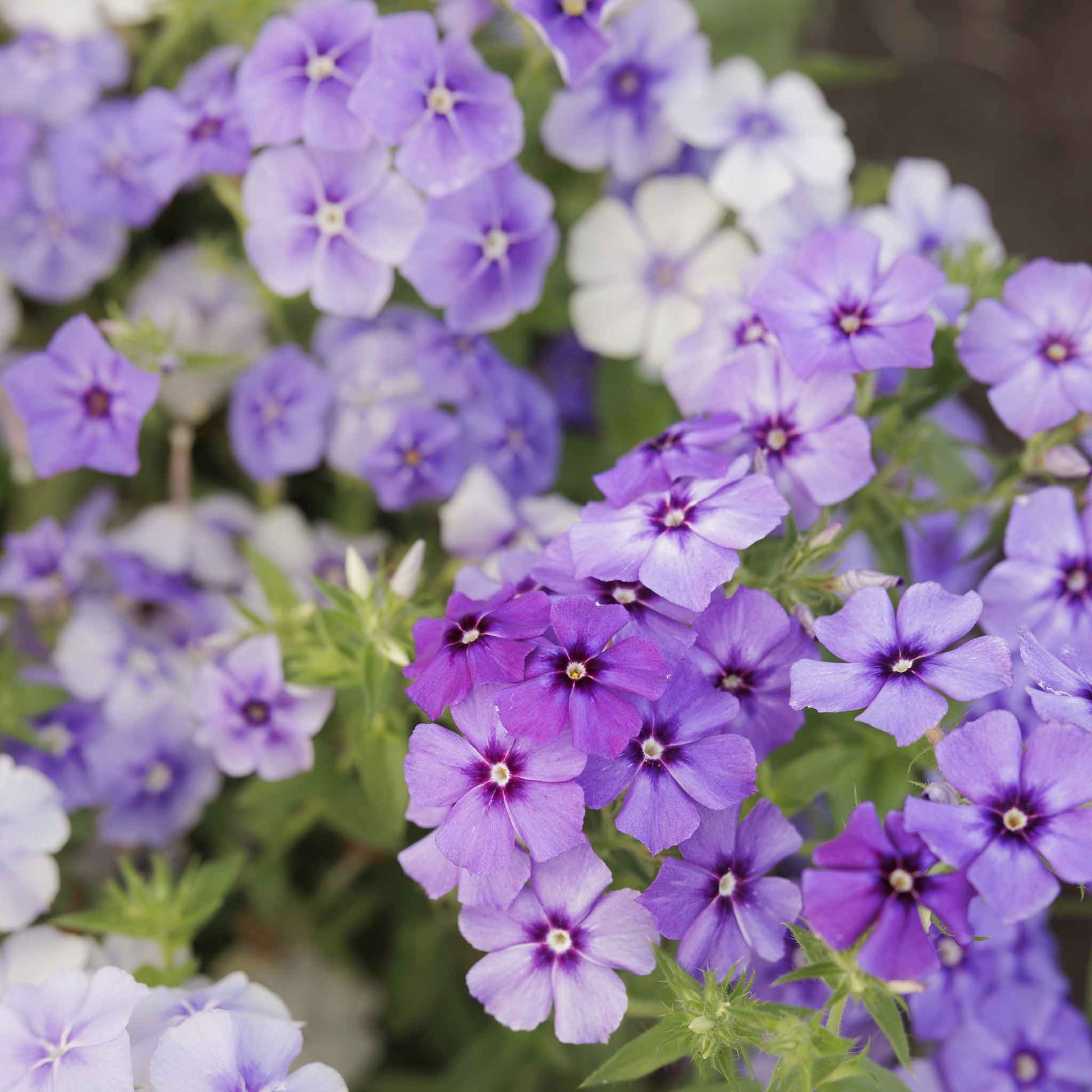 phlox moody blues