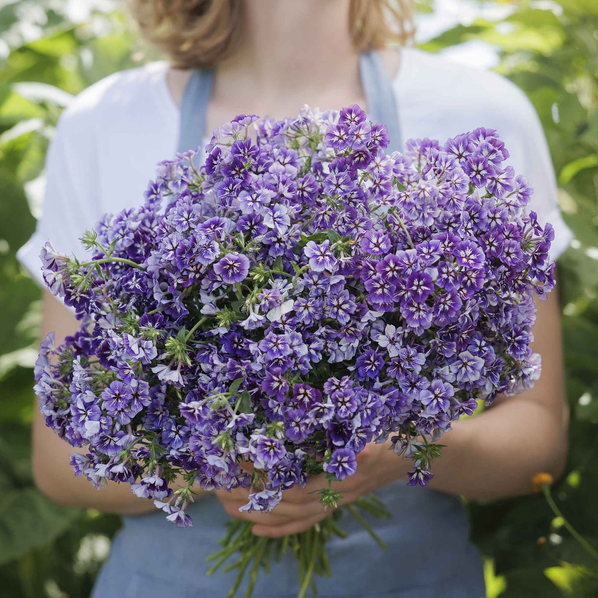 phlox flower seeds for sale Bulk Phlox Seeds