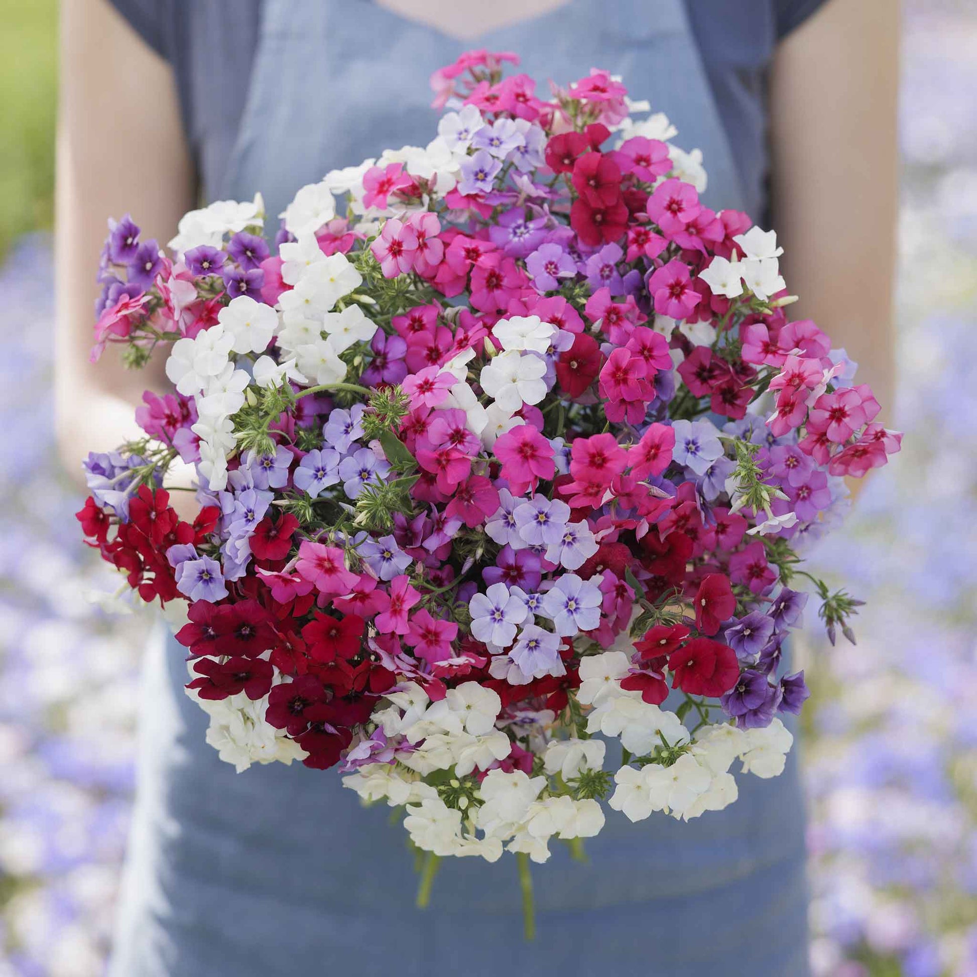 tall garden phlox seeds Bulk Annual Phlox Seeds