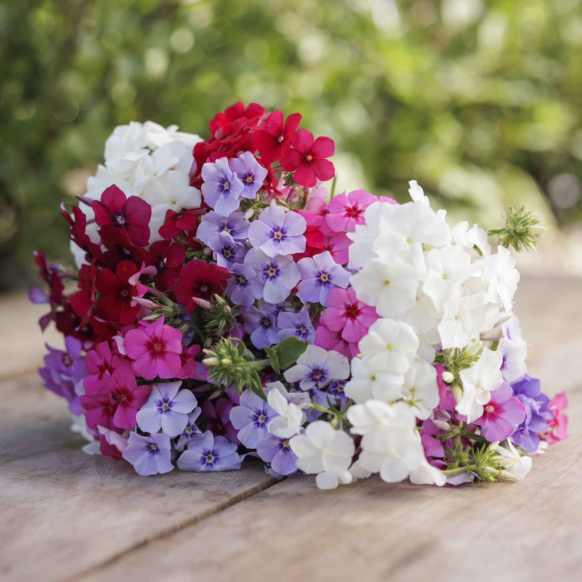 phlox flower seeds for sale Bulk Annual Phlox Seeds