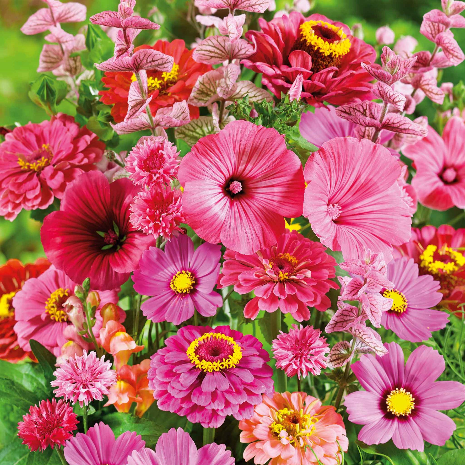 wildflower mix seeds bulk Bulk Pink Perfection Flower Seed Mix