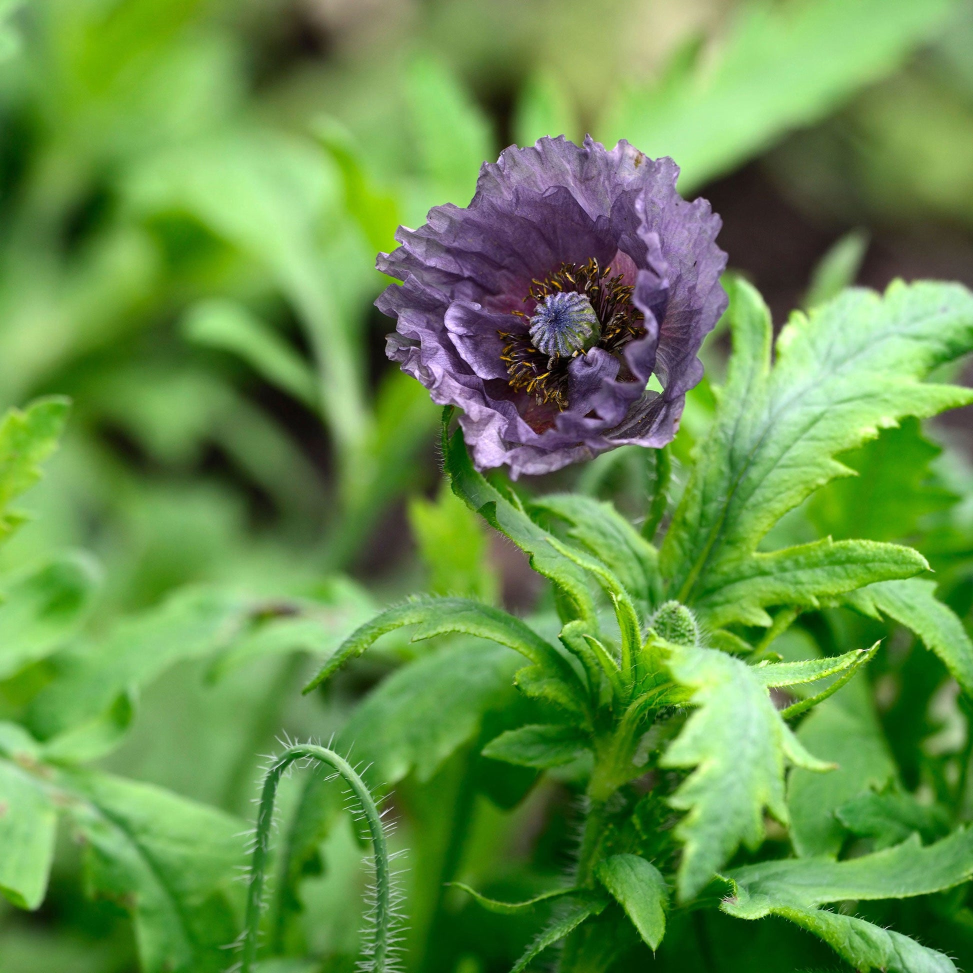 grey poppy flower seeds Poppy Seeds - Shirley Amazing Grey | Bulk Flower Seeds