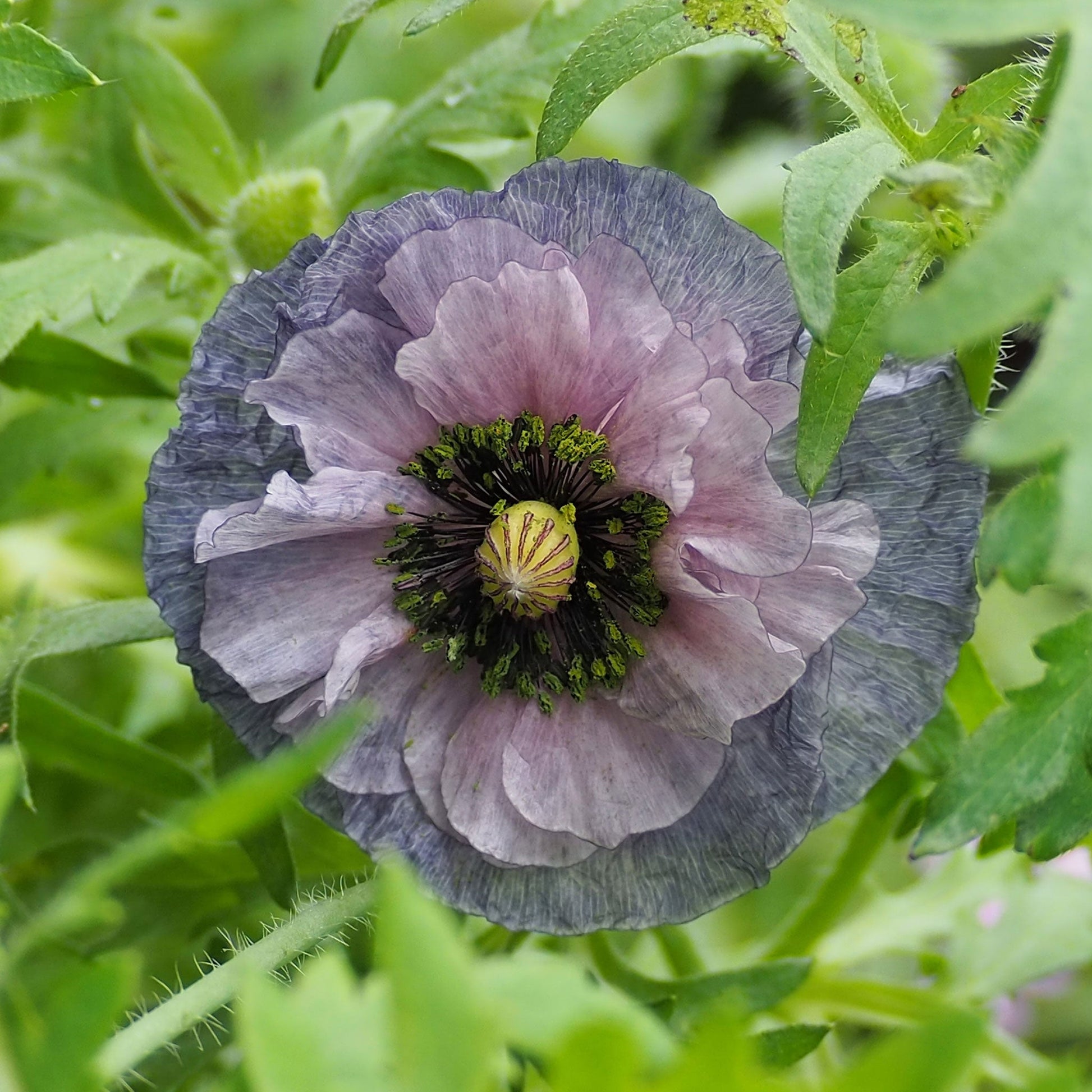 buy poppy seeds to plant Poppy Seeds - Shirley Amazing Grey | Bulk Flower Seeds