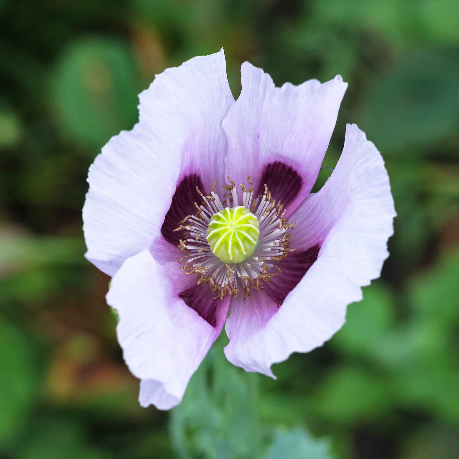blue poppy seeds for planting Bulk Poppy Seeds