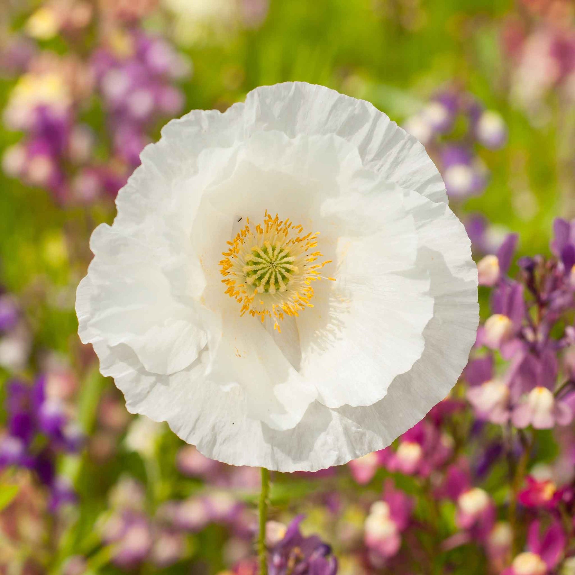 poppy plants seeds Bulk Poppy Seeds