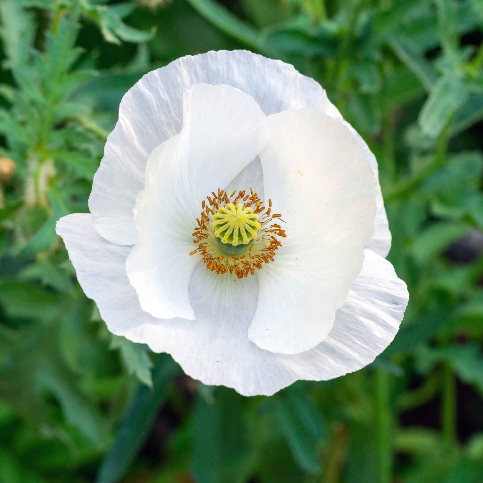 silk flower seeds Poppy Seeds - Bridal Silk | Bulk Flower Seeds