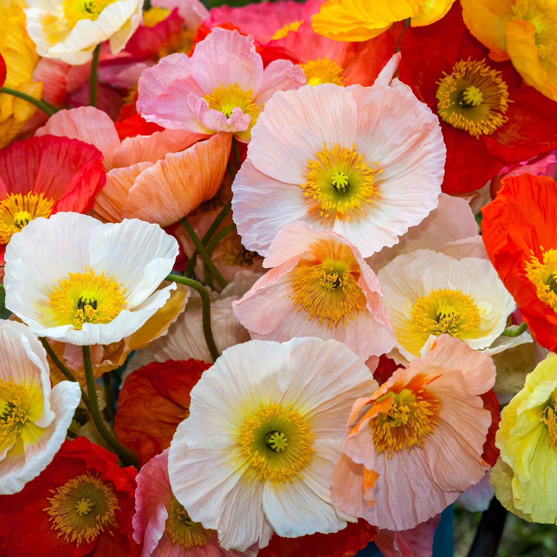 poppy wildflower seed mix Iceland Poppy Seeds - Champagne Bubbles Mix | Bulk Flower Seeds