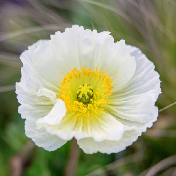 Iceland Poppy Seeds - Champagne Bubbles White | Bulk Flower Seeds