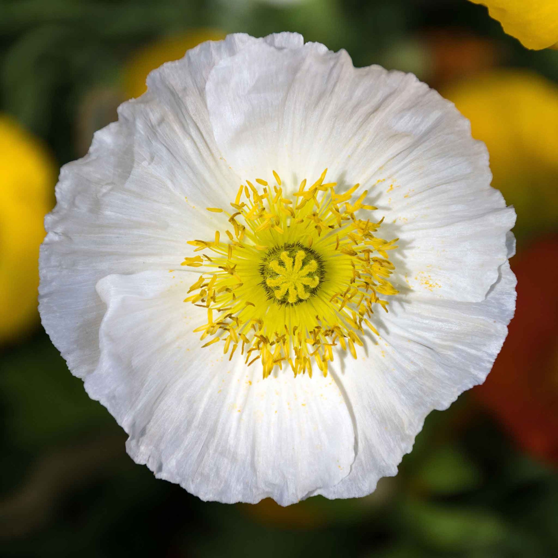white poppy seeds for planting Iceland Poppy Seeds - Champagne Bubbles White | Bulk Flower Seeds