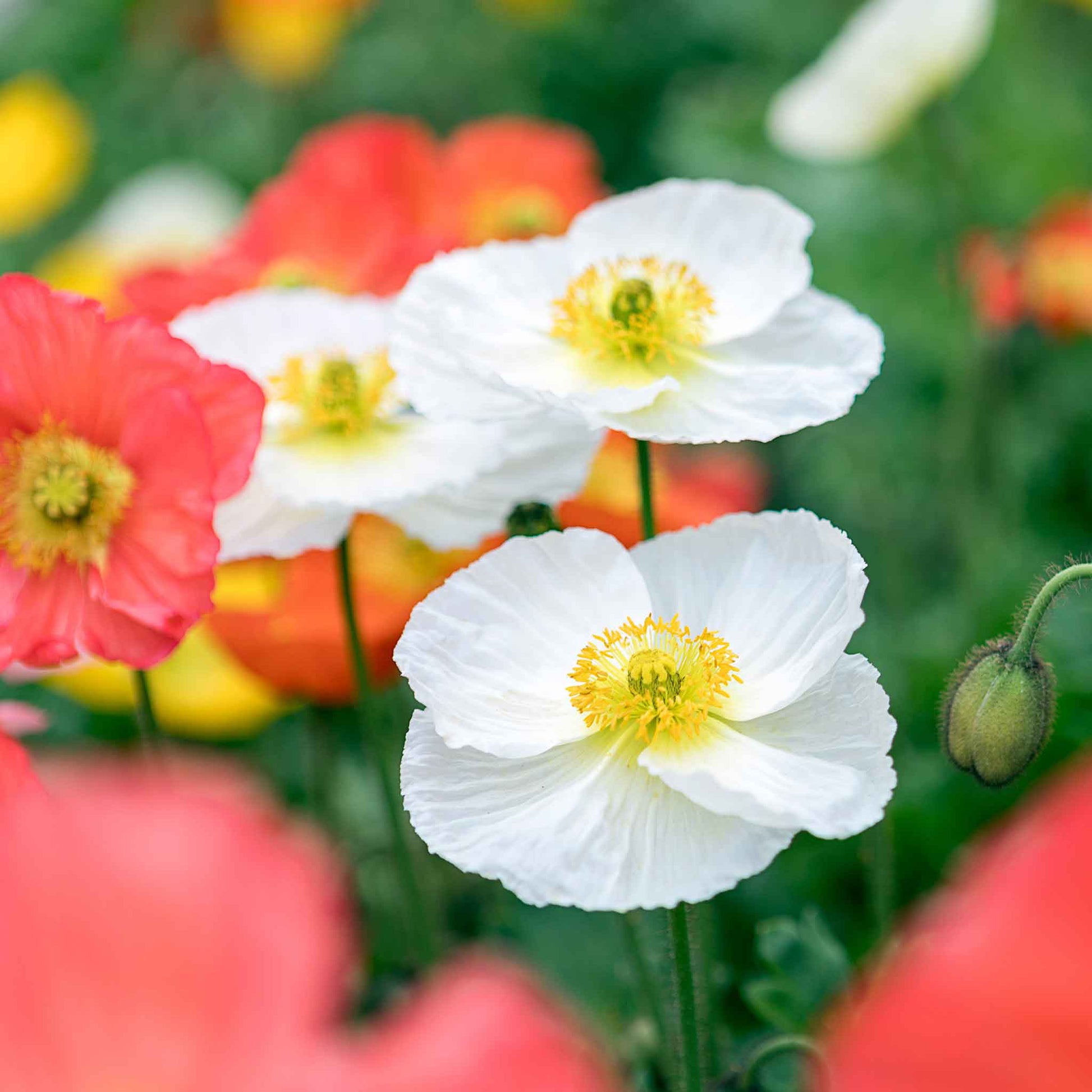 white poppy flower seeds Iceland Poppy Seeds - Champagne Bubbles White | Bulk Flower Seeds