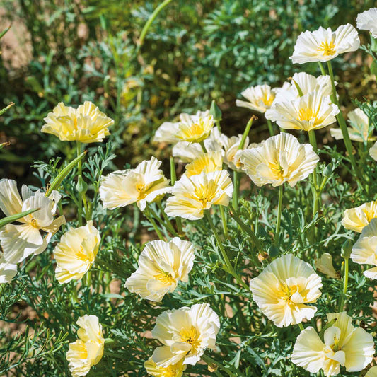 poppy cream swirl