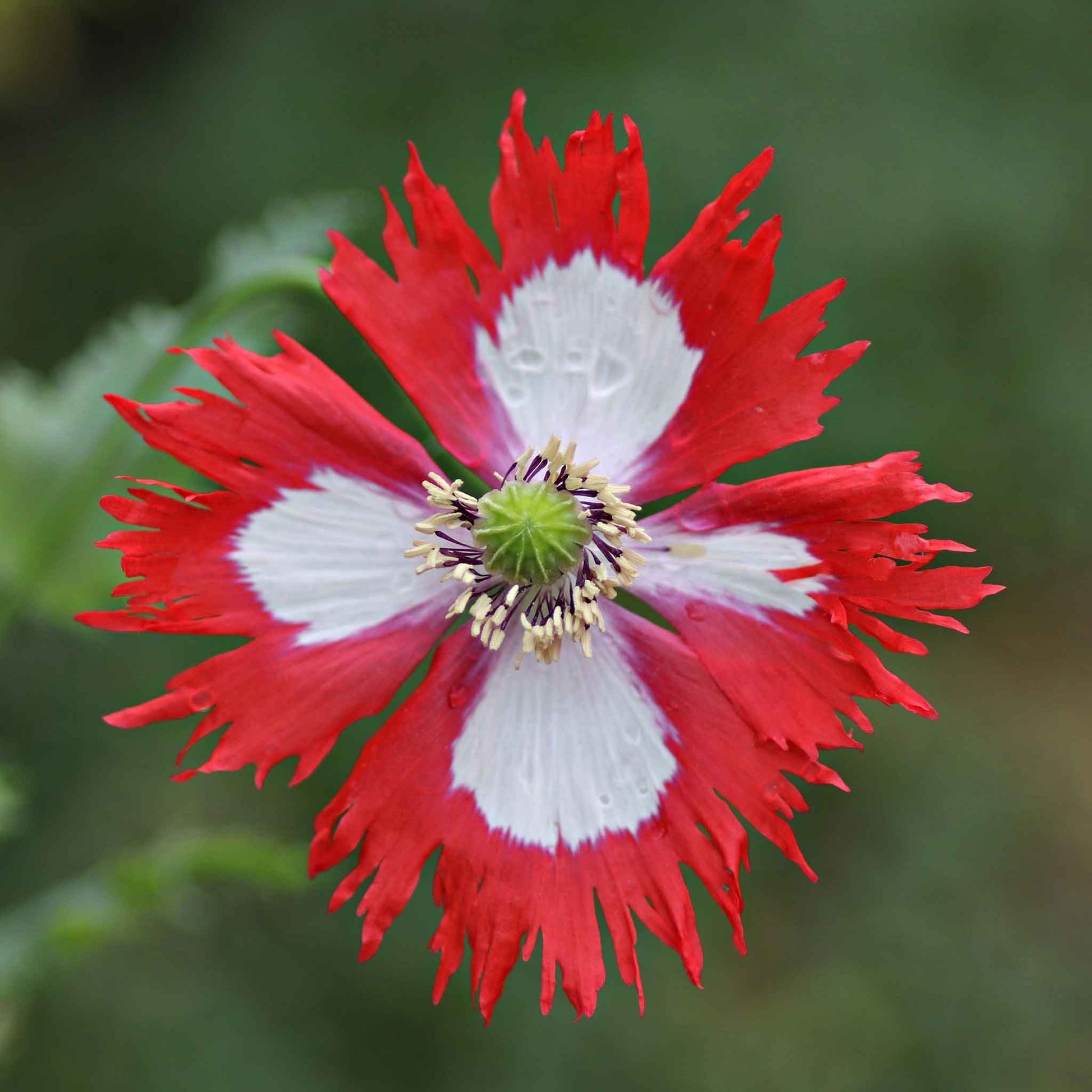 opium flower seeds Bulk Poppy Seeds