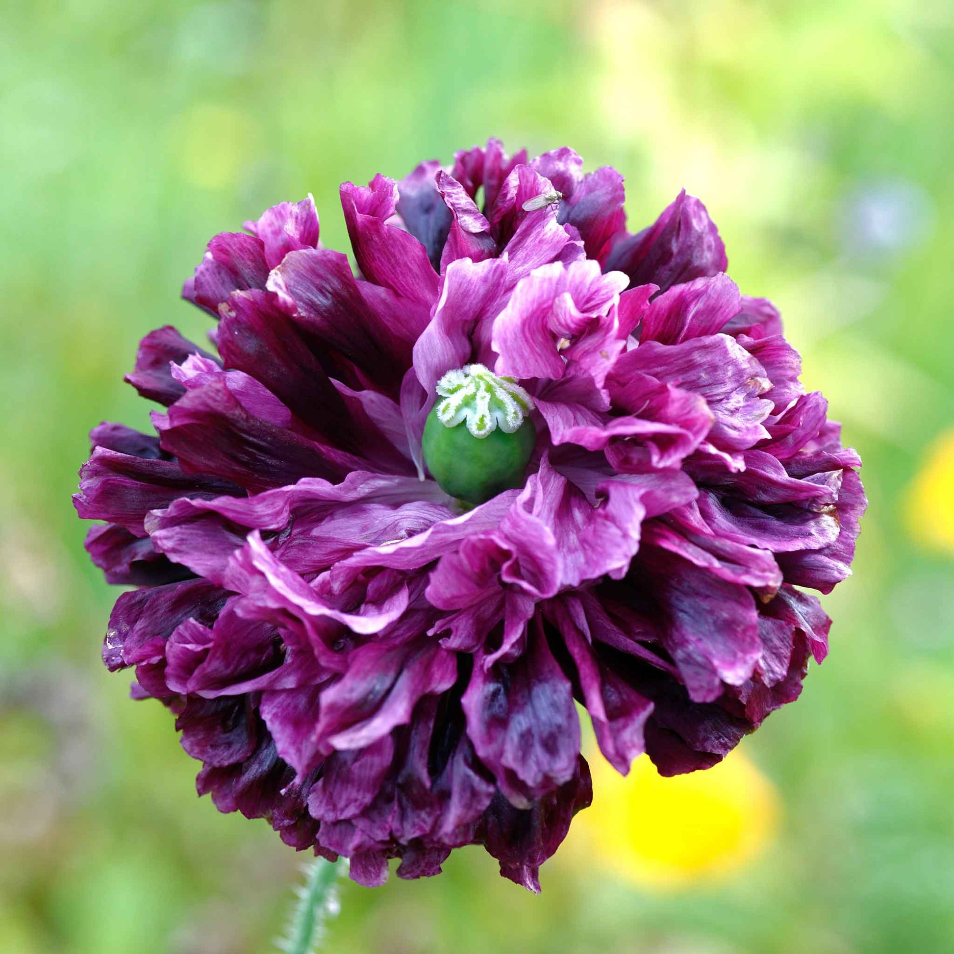 bulk poppy seeds for planting Bulk Poppy Seeds