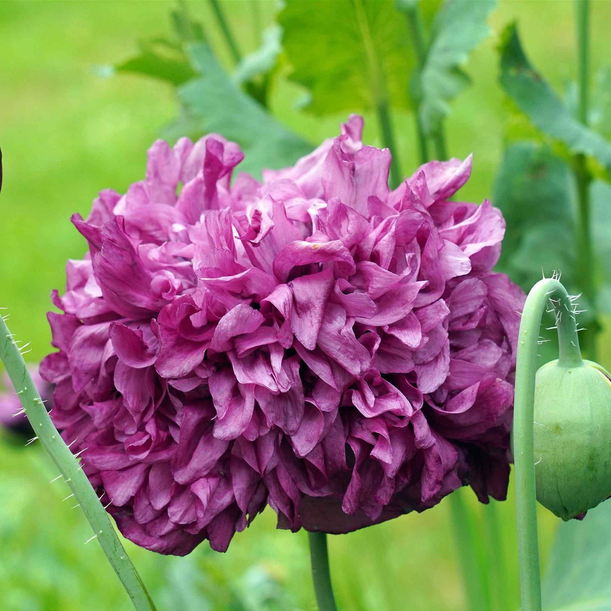 purple poppy flower seeds Bulk Poppy Seeds