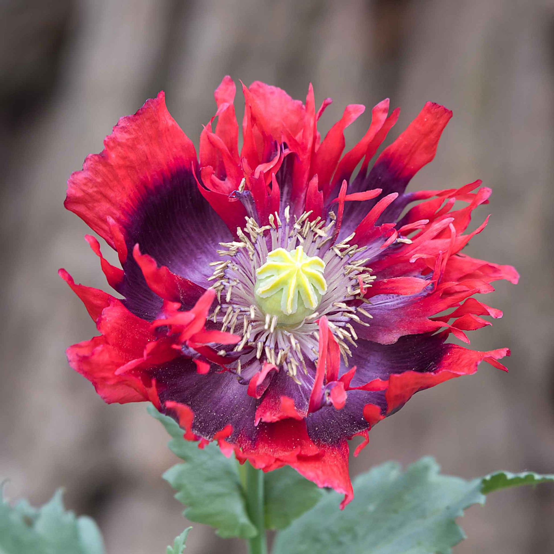 opium plant seeds for sale Bulk Poppy Seeds