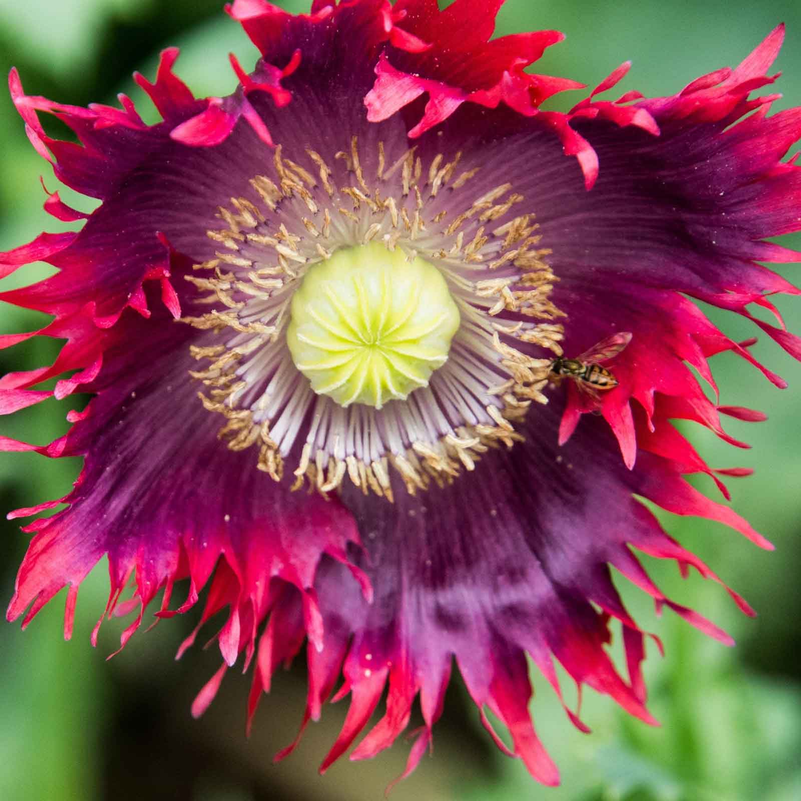 opium flower seeds Bulk Poppy Seeds - Drama Queen