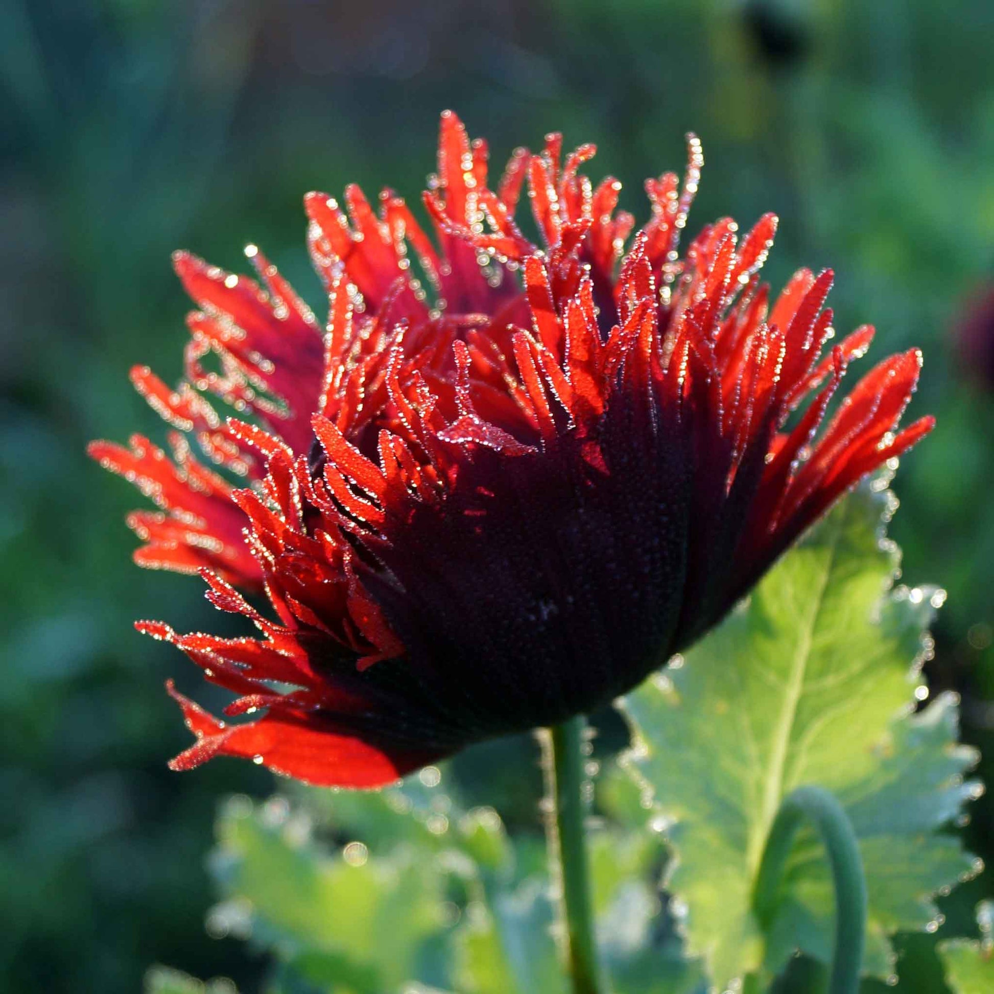 buy poppy seeds to plant Bulk Poppy Seeds - Drama Queen