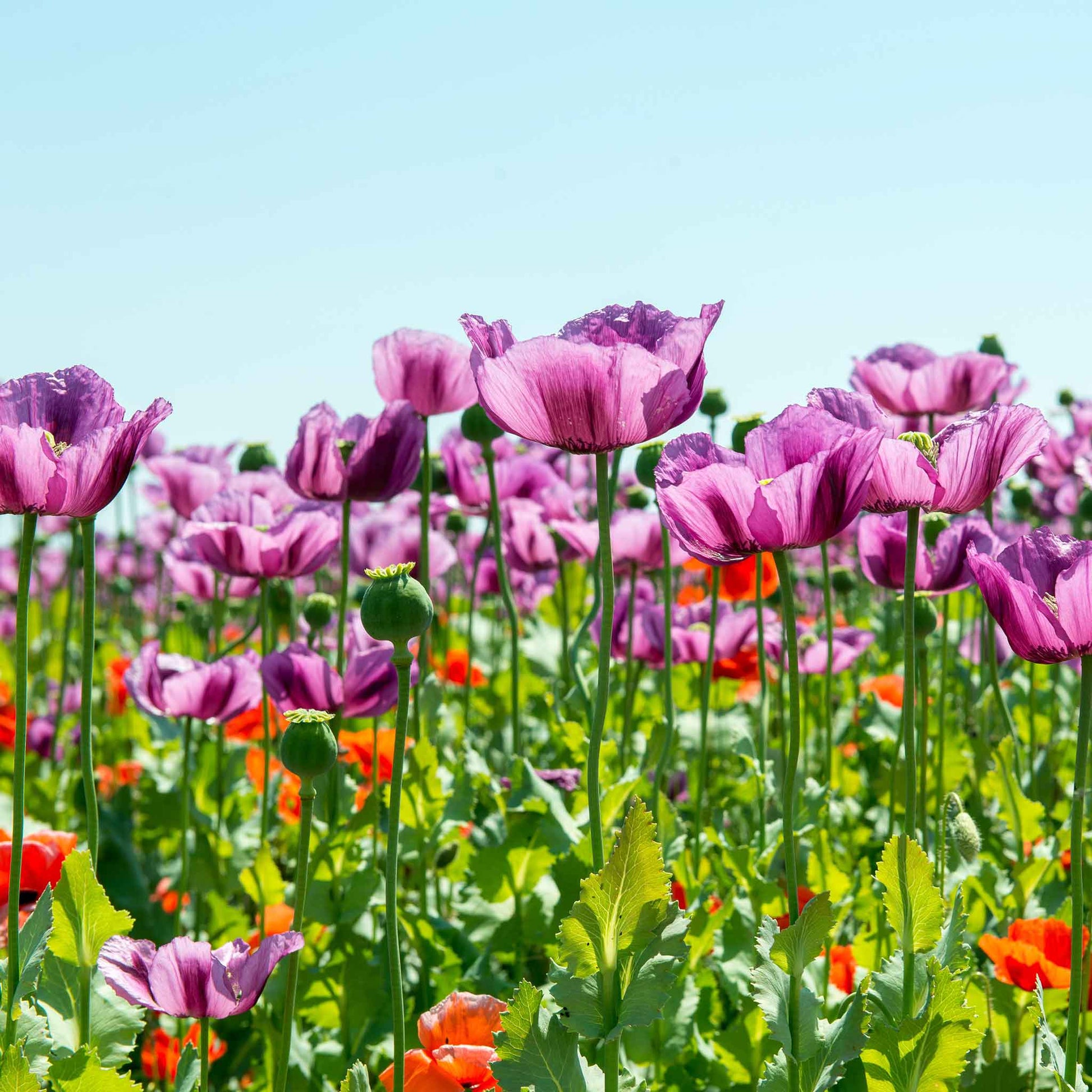 garden poppy seeds Bulk Poppy Seeds