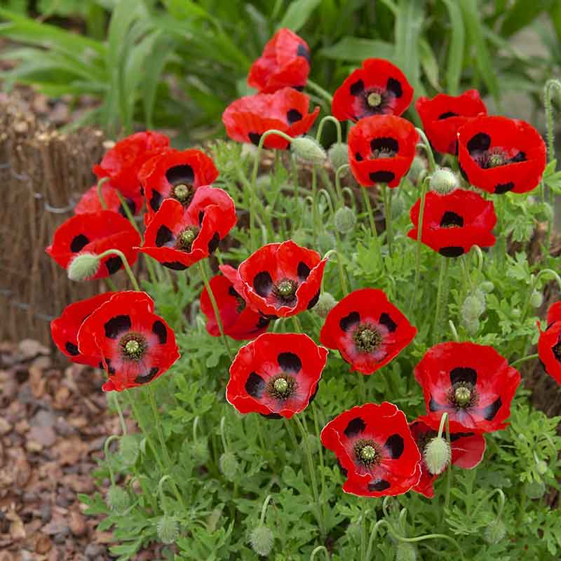 lady bird wildflower seeds Bulk Poppy Seeds
