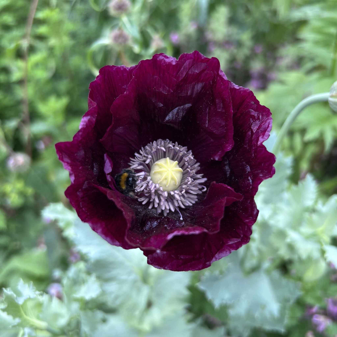 Bulk Poppy Seeds Laurens Grape Bulk Wildflowers bulk-poppy-seeds-laurens-grape-bulk-wildflowers