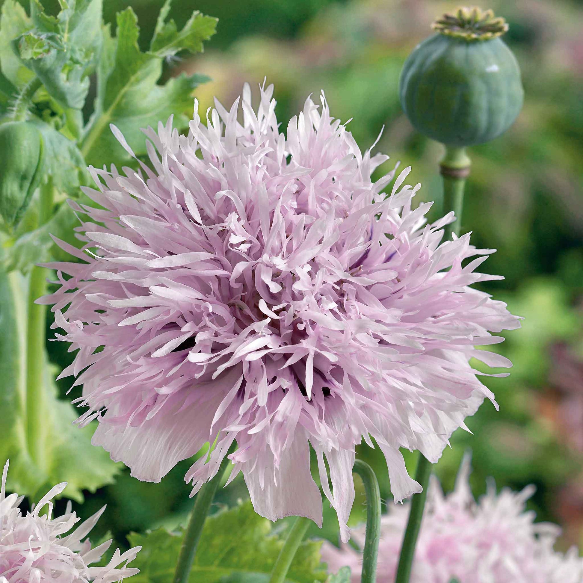 bulk poppy seeds for planting Bulk Poppy Seeds