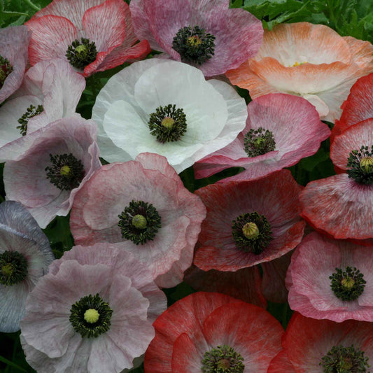 poppy mother of pearl