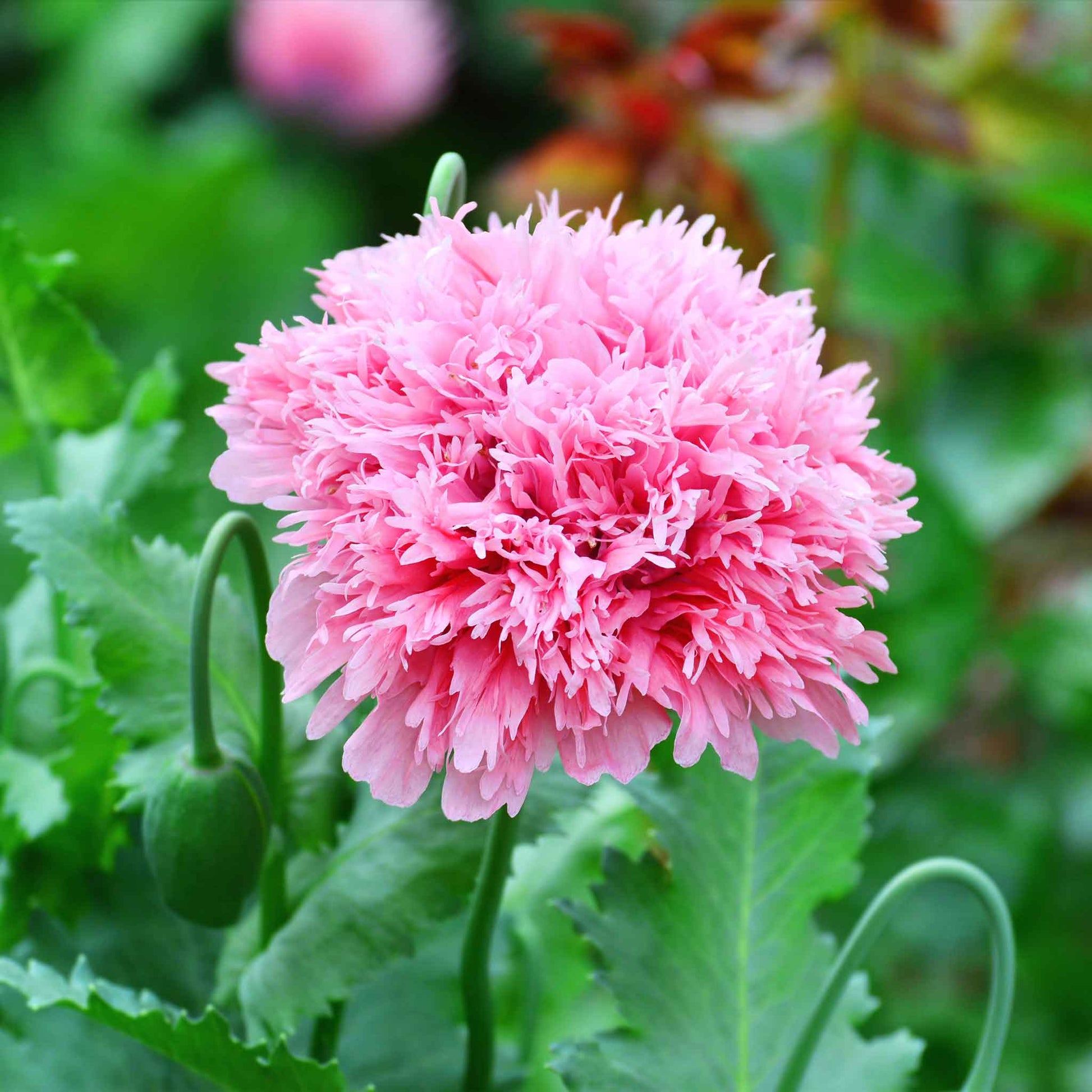 planting peony poppy seeds Bulk Poppy Peony Seeds