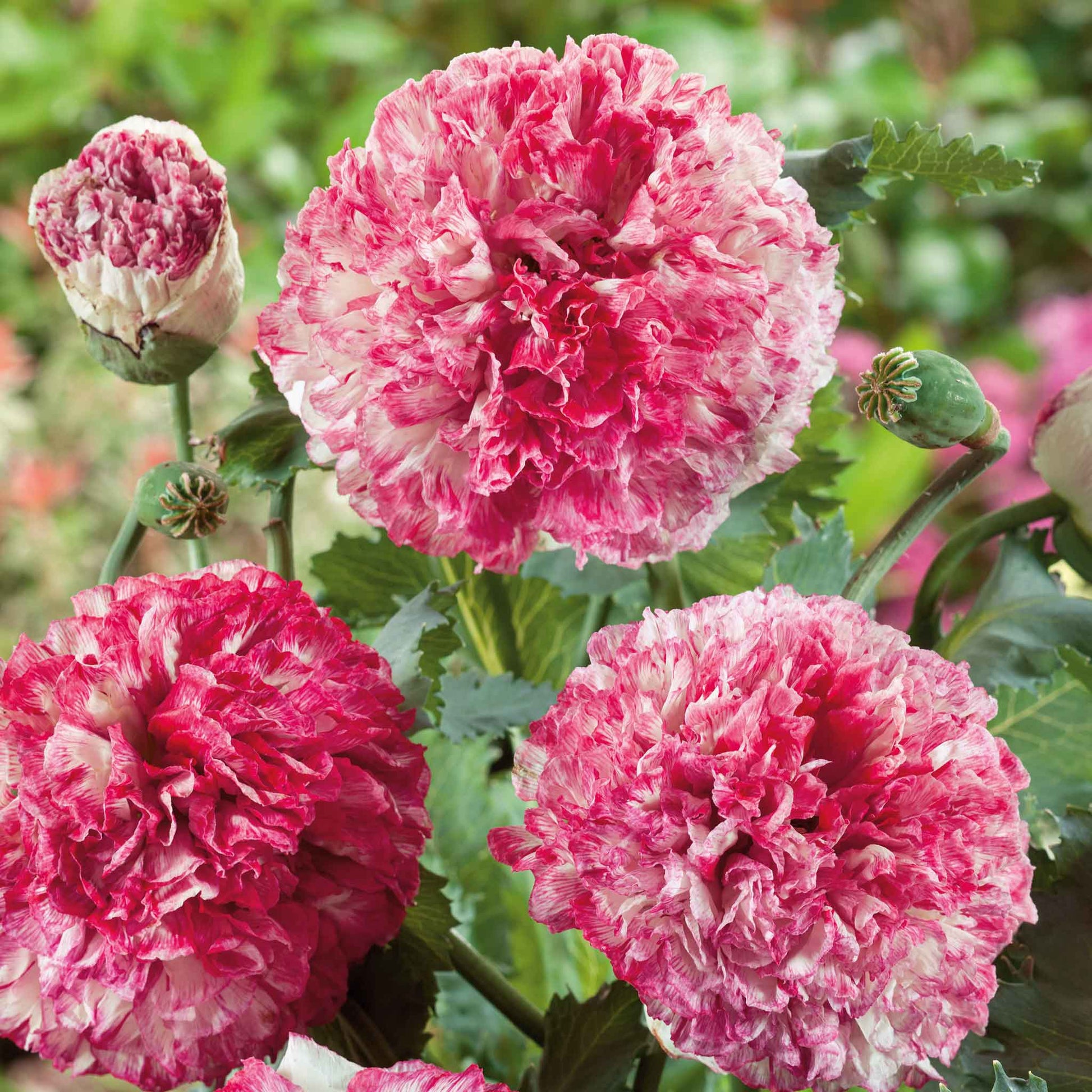 peony flower seeds Bulk Poppy Peony Seeds