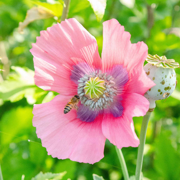 poppy-pepperbox-shk-1_4fe71769
