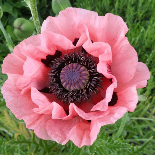 oriental poppy flower seeds Oriental Poppy Seeds - Princess Victoria Louise | Bulk Flower Seeds