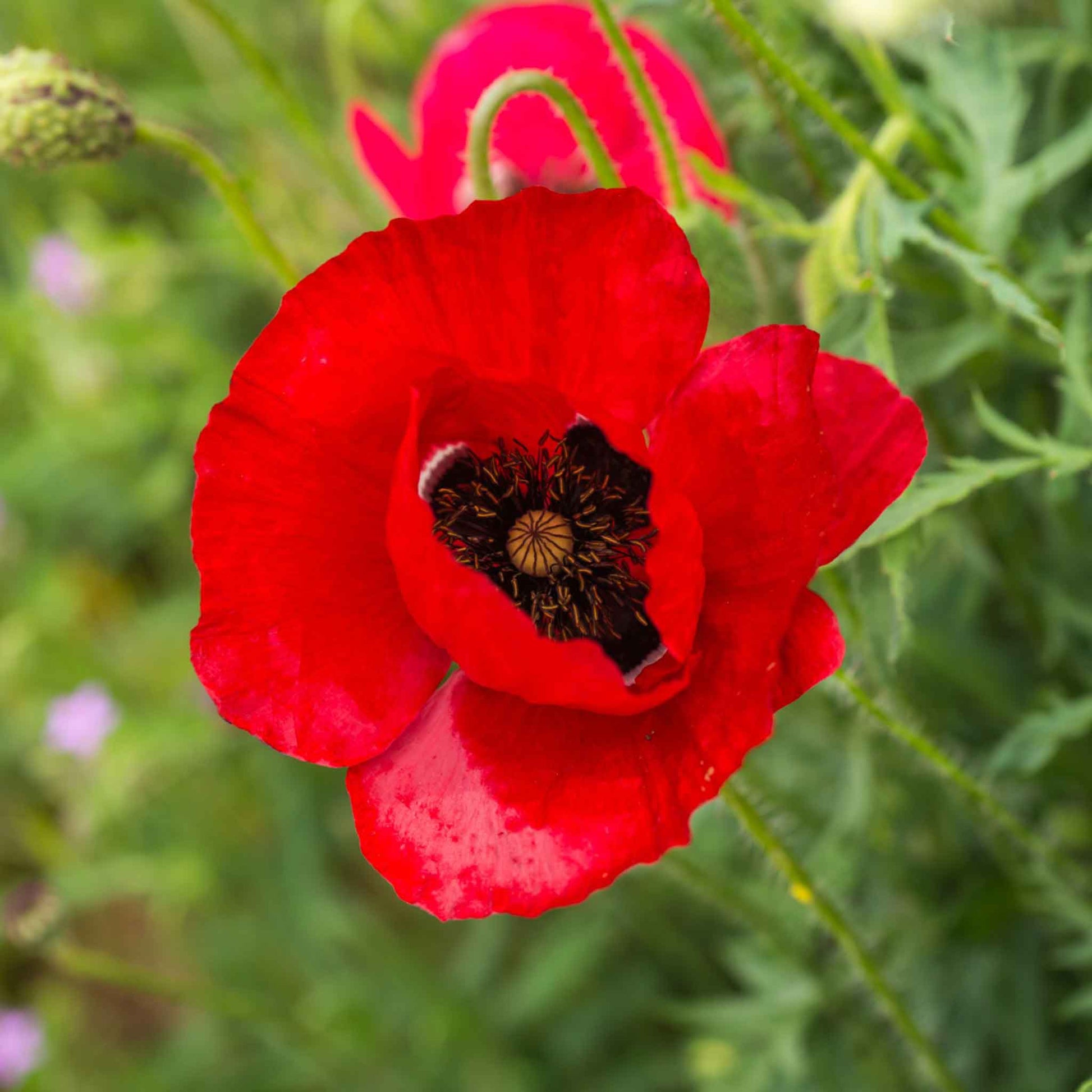 poppy seed to flower Bulk Red Corn Poppy Seeds
