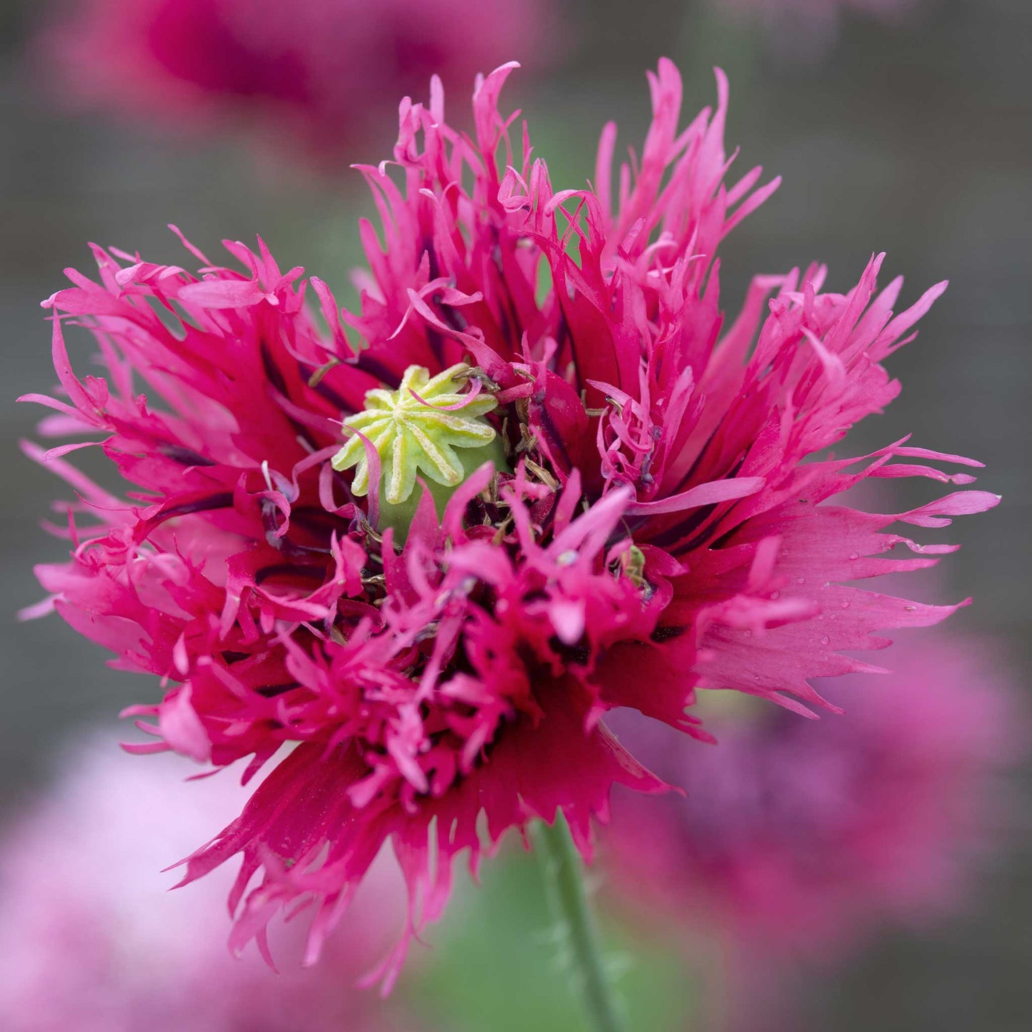 poppy rose feather