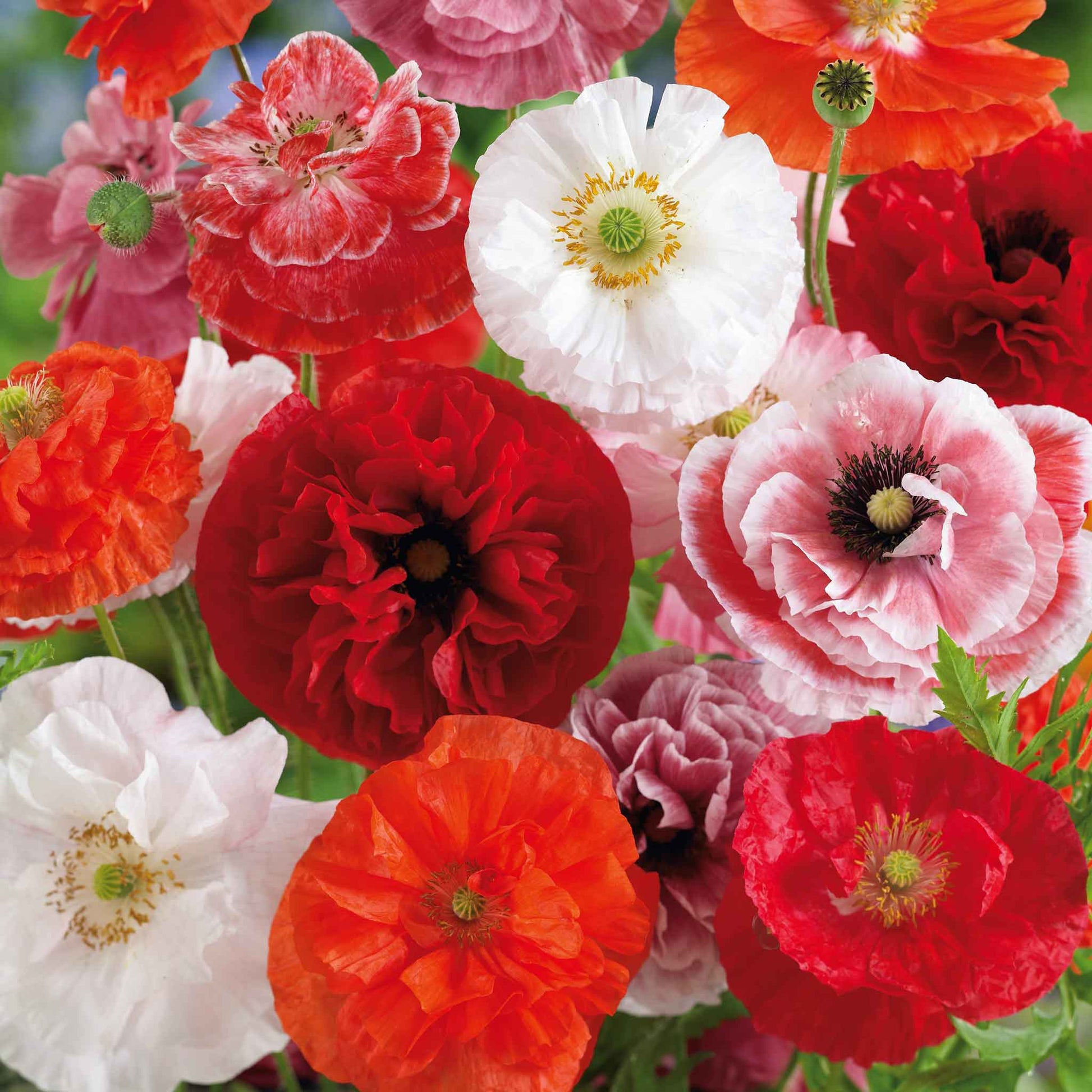 planting flanders poppy seeds Bulk Shirley Poppy Seeds - Mixed Double