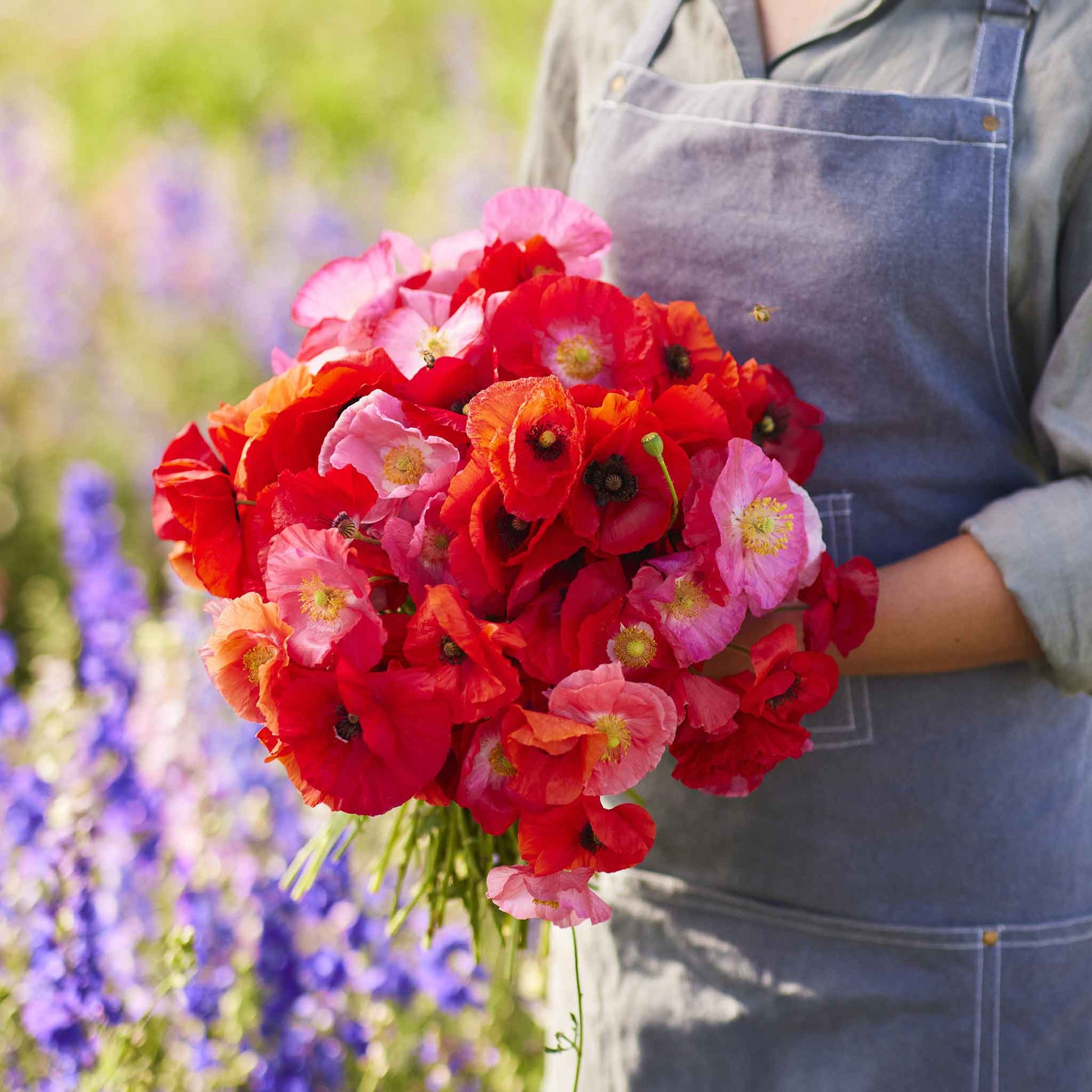 poppy shirley red and pink