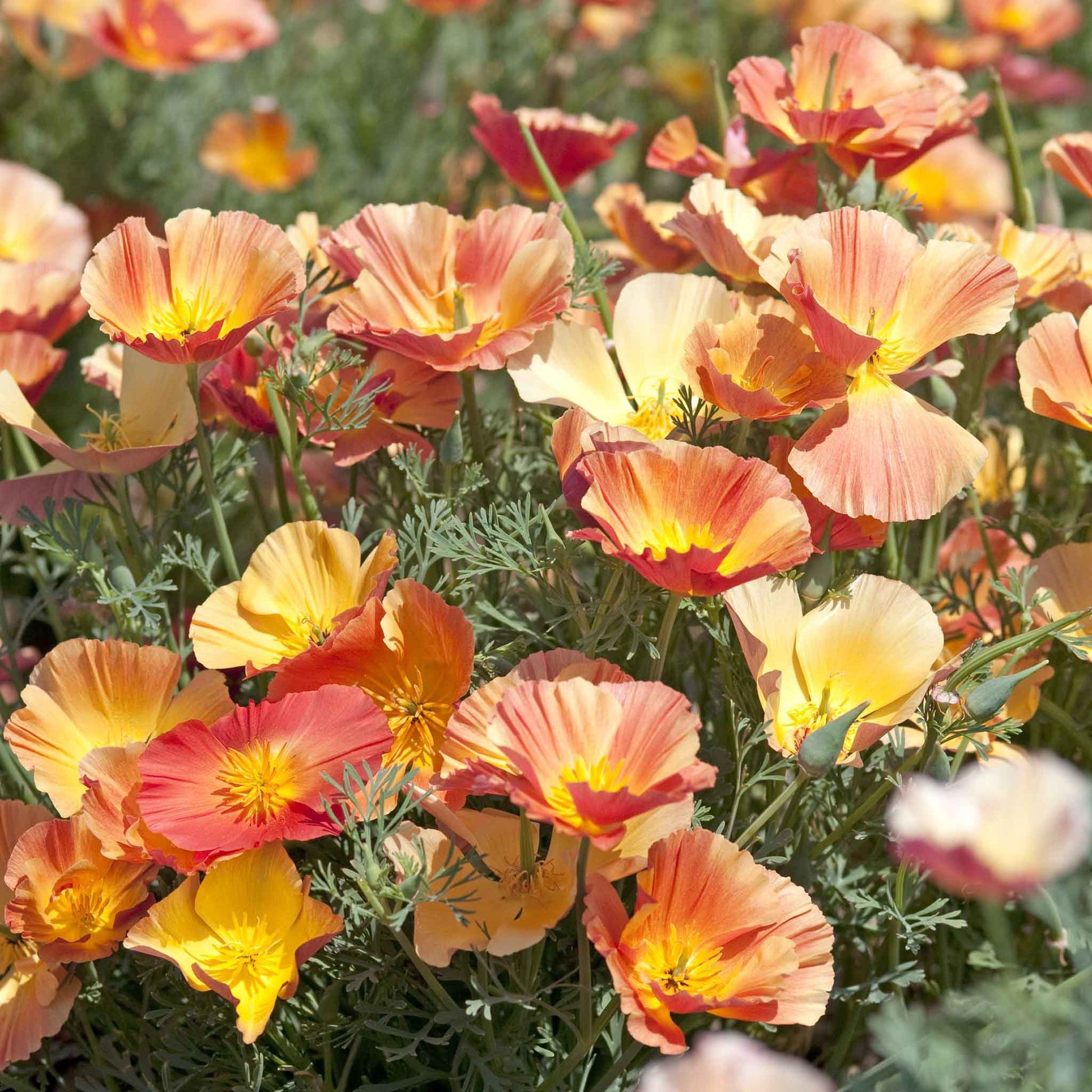 poppy flower seeds for sale California Poppy Seeds - Thai Silk Apricot | Bulk Flower Seeds