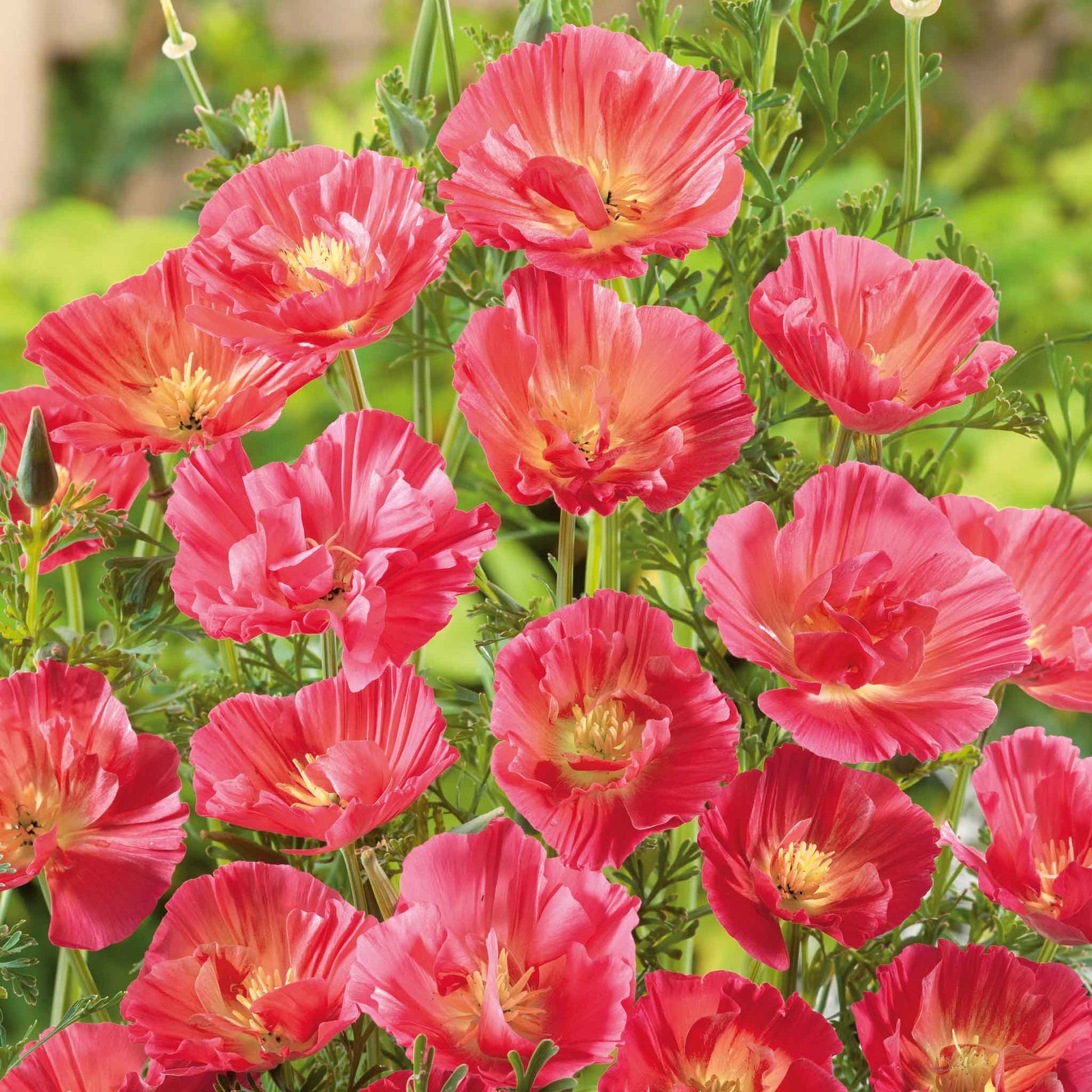 silk flower seeds California Poppy Seeds - Thai Silk Rose | Bulk Flower Seeds
