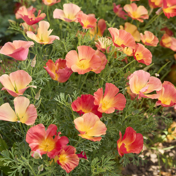 california strawberry seeds Bulk California Poppy Seeds - Thai Silk Strawberry Field