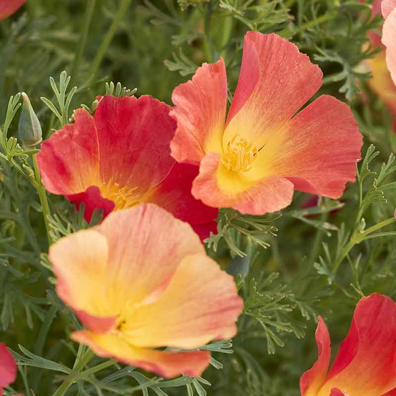 poppy thai silk strawberry field