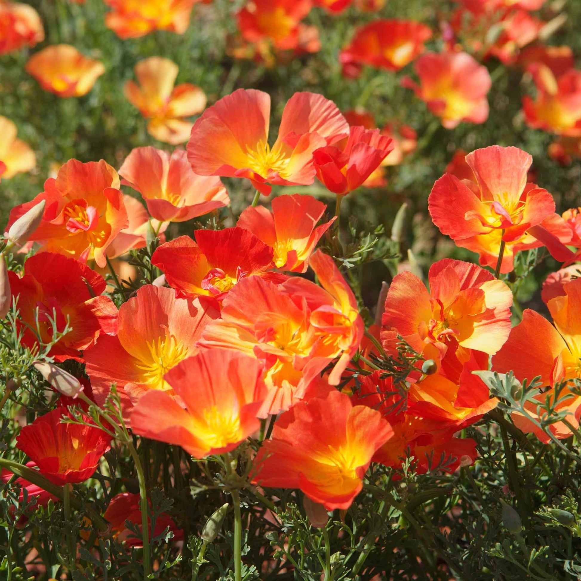 bulk strawberry seeds Bulk California Poppy Seeds - Thai Silk Strawberry Field