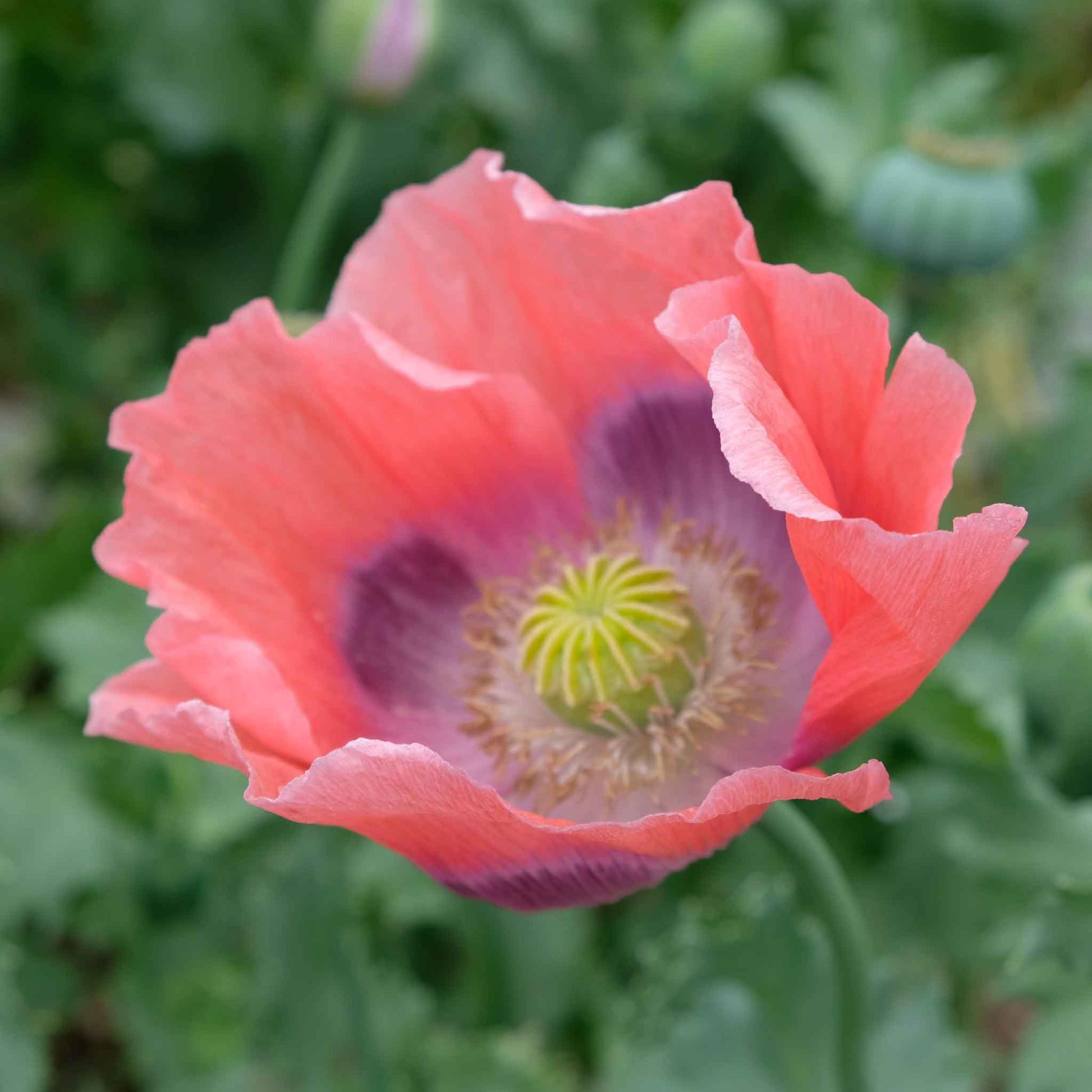 poppy seed planting depth Bulk Poppy Seeds
