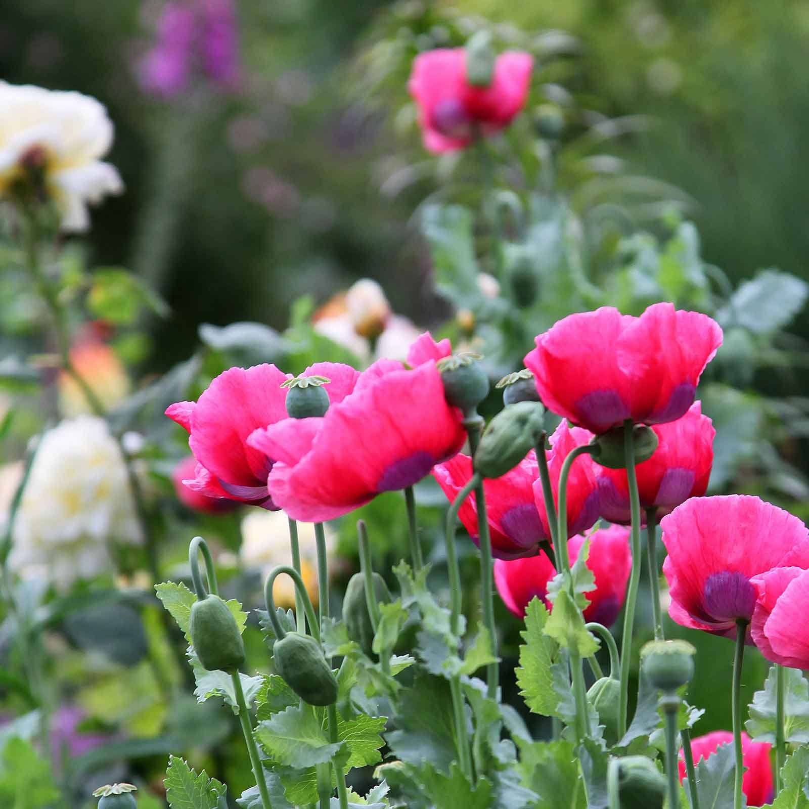 poppy seed planting depth Bulk Poppy Seeds