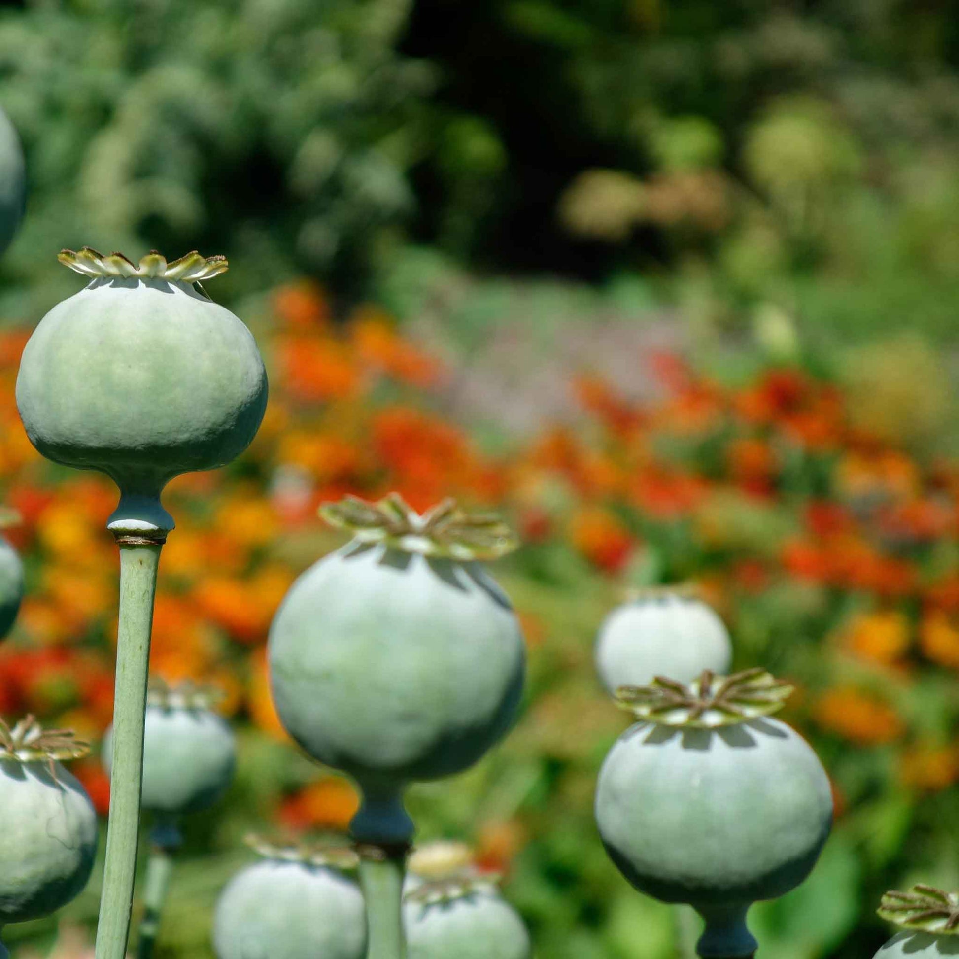 bulk poppy flower seeds Bulk Poppy Seeds