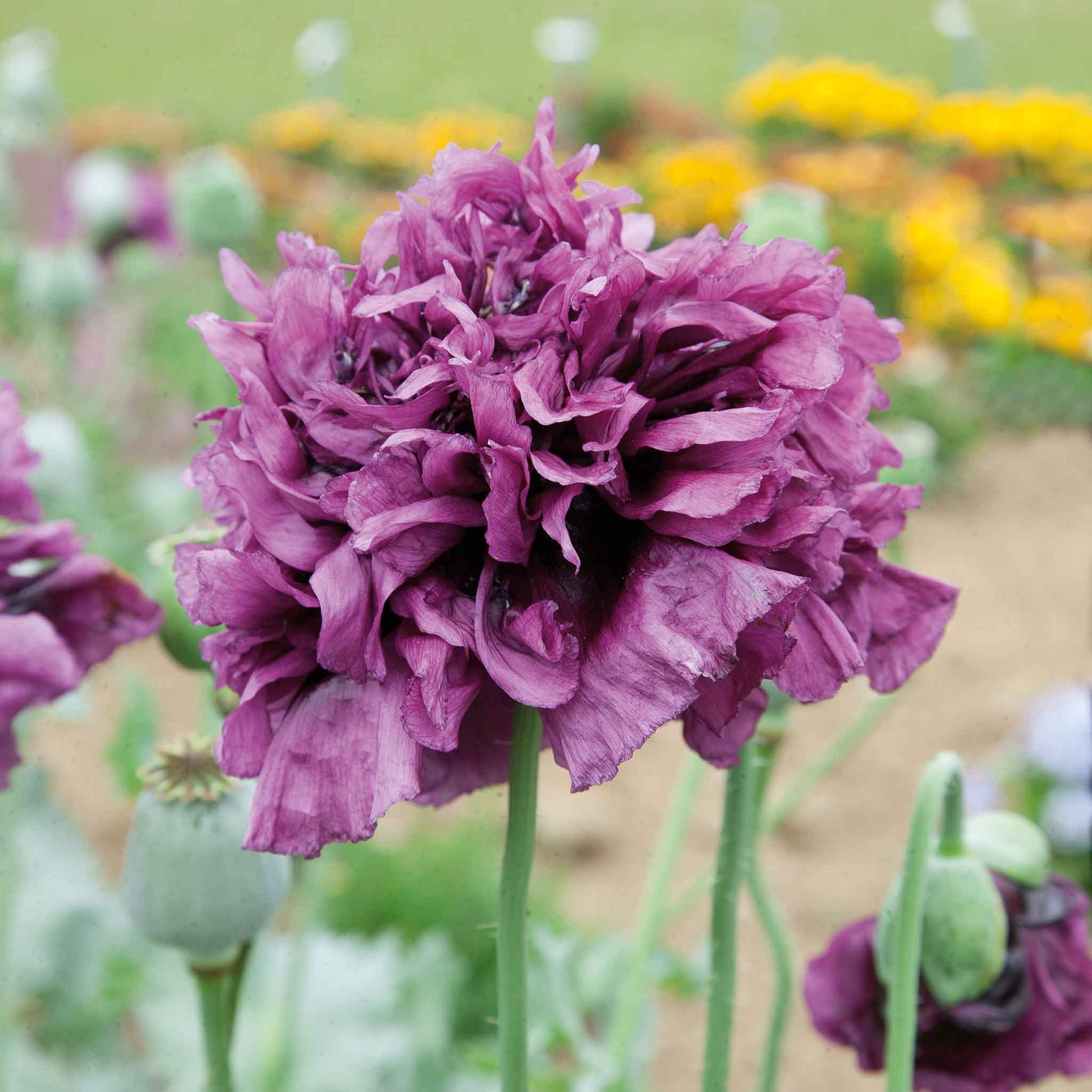 bulk poppy seeds for planting Bulk Poppy Seeds