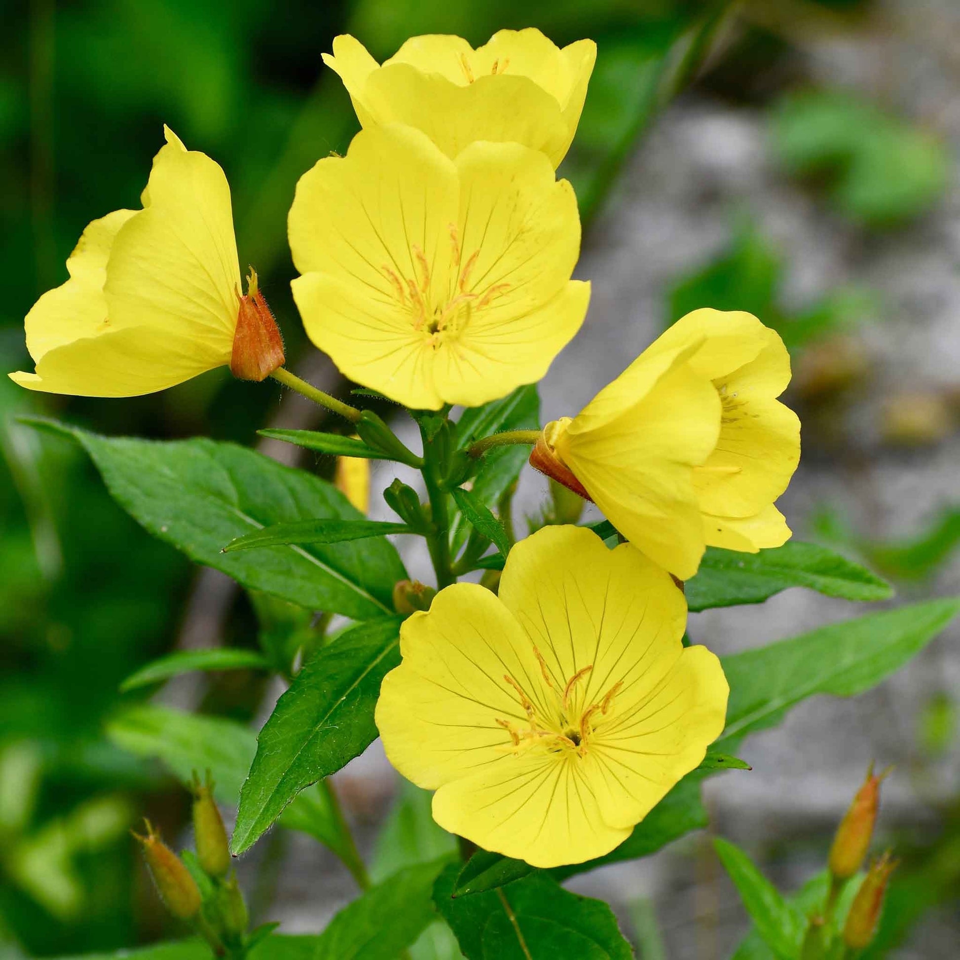 evening primrose flower seeds Bulk Evening Primrose Seeds Packet